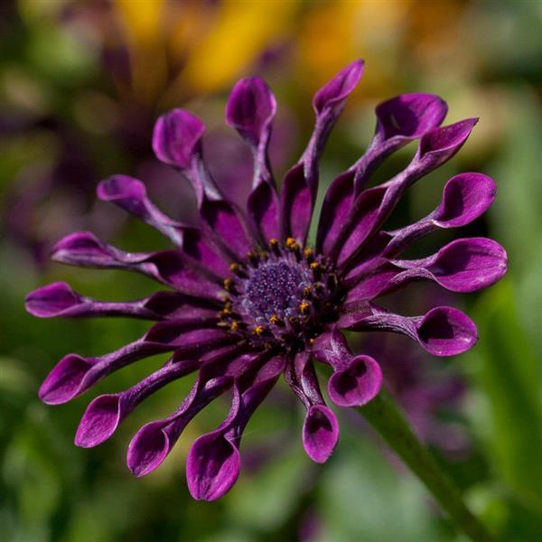 Osteospermum Flower Power 'Spider Purple' (African Daisy)