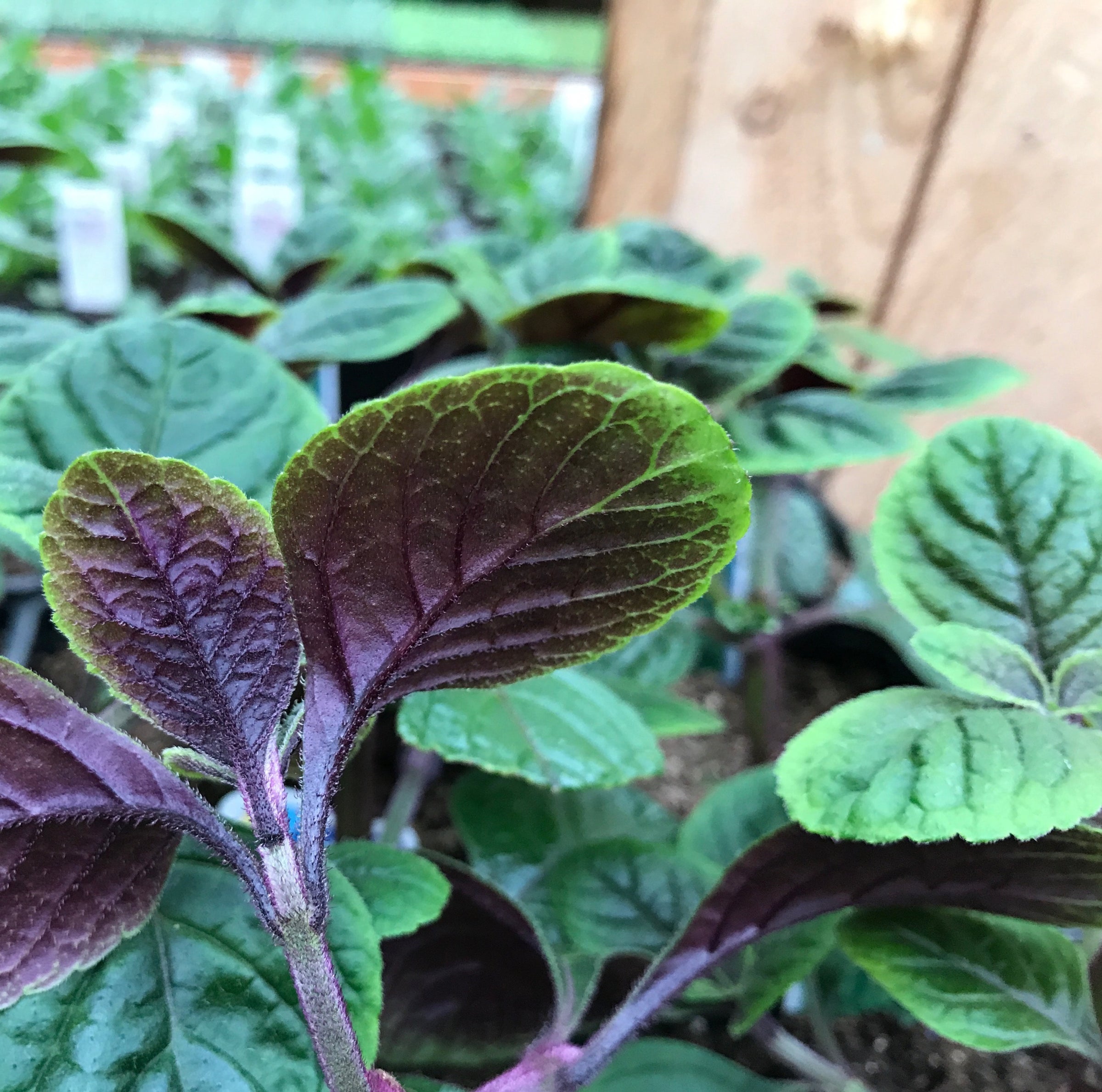 Plectranthus 'Purple Swedish Ivy'