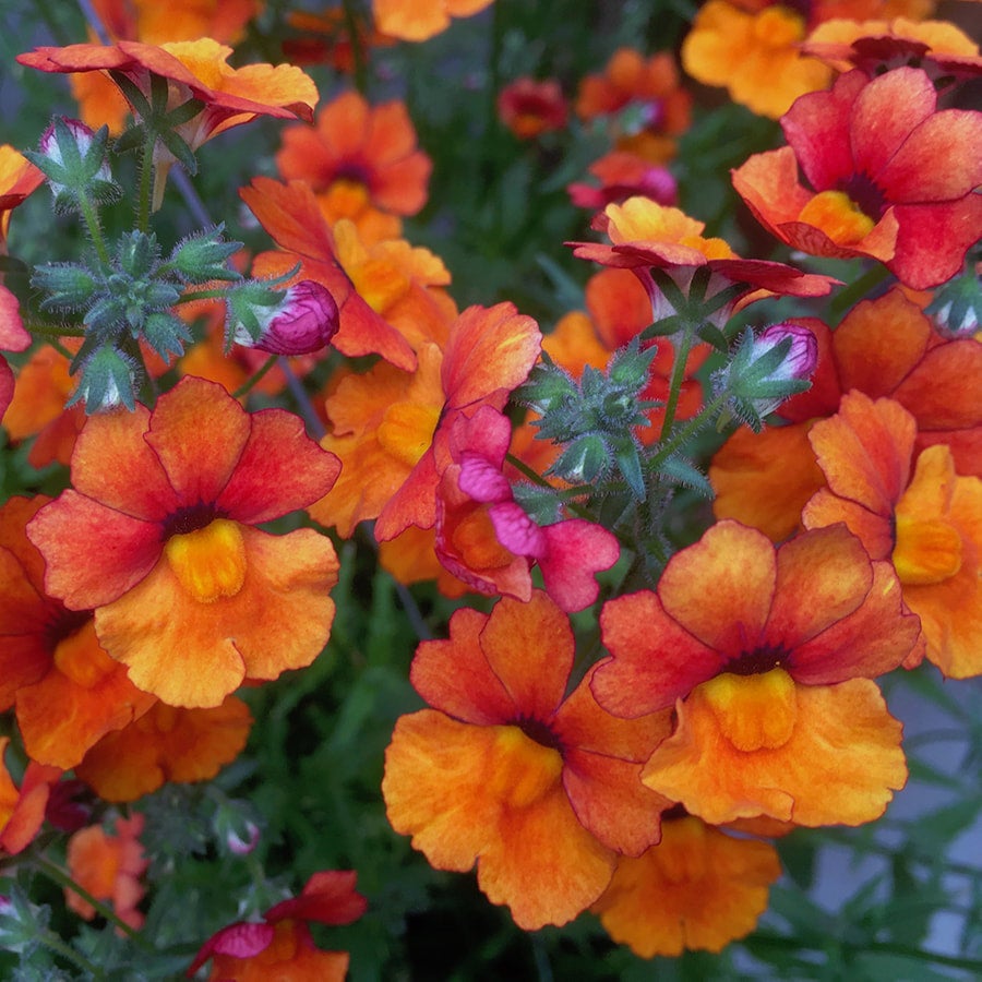 Nemesia Nessie Plus 'Orange' (Blood Orange) Me Not Nursery